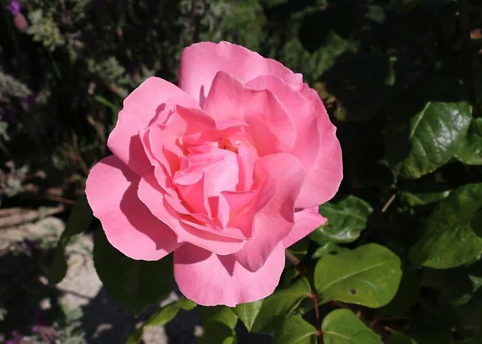 Marija Διαμέρισμα *